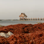 Sargassum in the Caribbean: Understanding the Dangers of Hydrogen Sulfide and Solutions for Better Air Quality